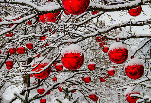 Rote Christbaumkugeln an schneebedeckten Zweigen