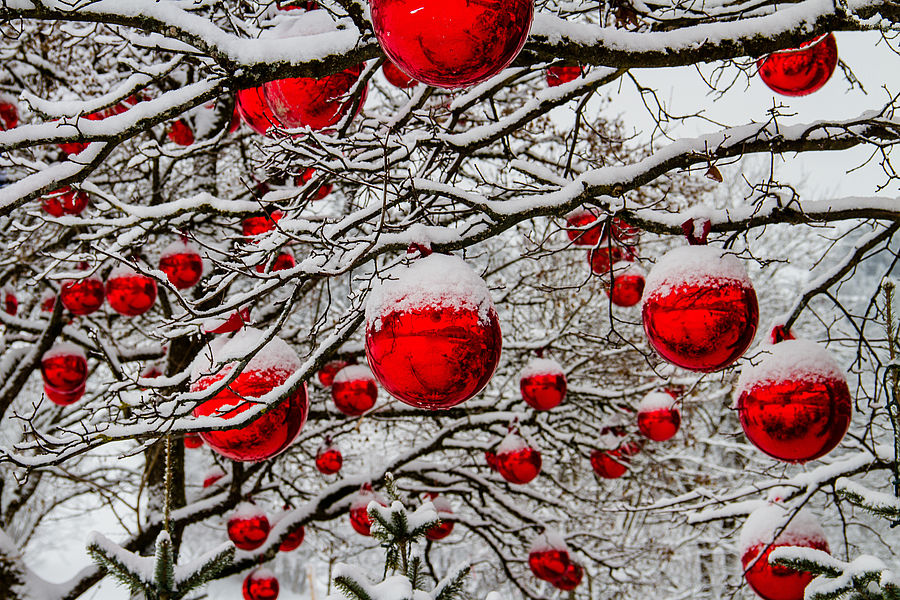 Rote Christbaumkugeln an schneebedeckten Zweigen